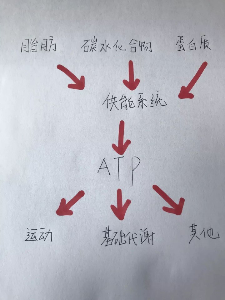 運(yùn)動(dòng)30分鐘后才開始消耗脂肪……是真是假？